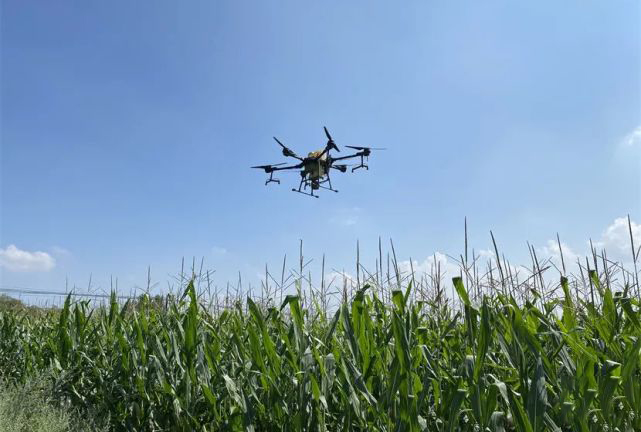 植保無人機(jī)助力張家港農(nóng)業(yè)防治水稻病蟲害(圖1) 植保無人機(jī)助力張家港農(nóng)業(yè)防治水稻病蟲害(圖1)